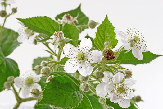 Blackberry blossoms and leaves on light background