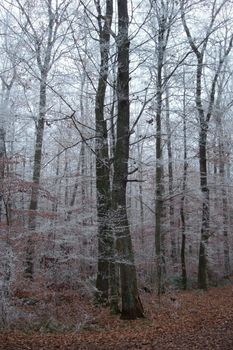 Trees in winter