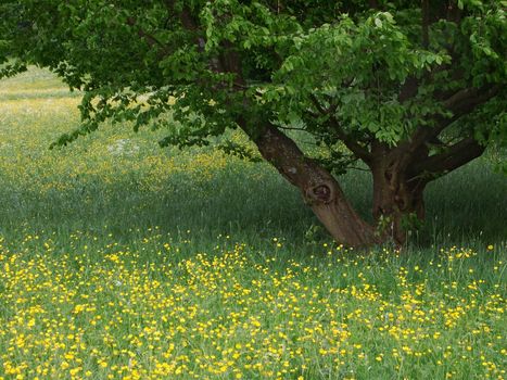 Tree and meadow in spring