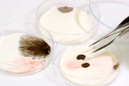 Petri dishes with syringe with sample
