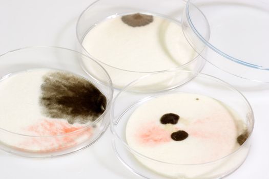 Petri dishes with syringe with sample
