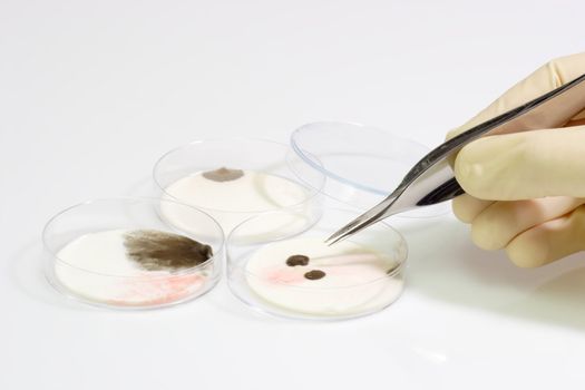 Petri dishes with syringe with sample
