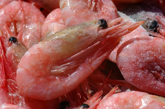 Frozen Shrimps in sun.