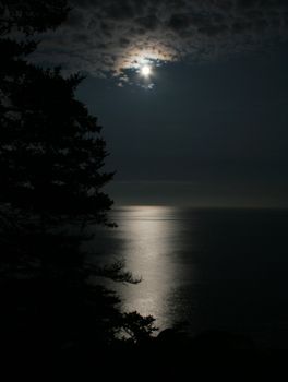 A sparse spruce silhouetted against the moonlit ocean at Acadia National Park, in Maine USA.
