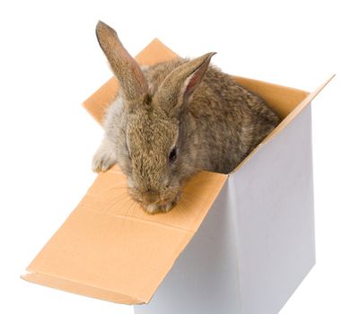 close-up bunny on box as gift, isolated on white