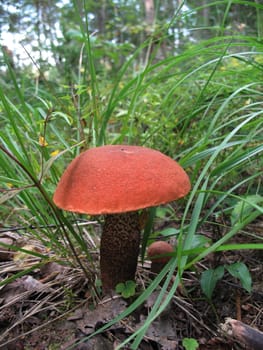 Orange-cap boletus mushroms growing  in the forest.