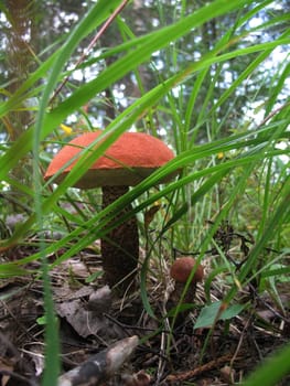 Orange-cap boletus mushroms growing  in the forest.