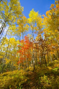 Autumn path and blue sky above the North Woods of Minnesota along the Lake Superior Trail.