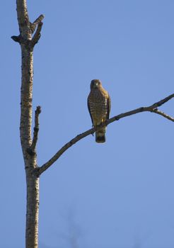 A broad-winged (buteo platypterus) hawk perched on a dead branch in the Sax Zim Bog of the Minnesota North Woods