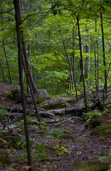 A cool forest scene in the North woods of Minnesota