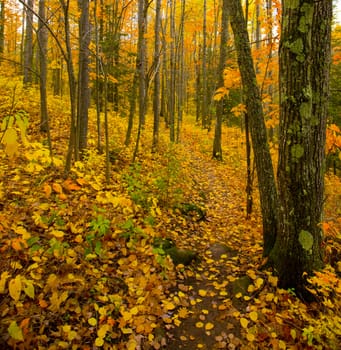 The deep golden north woods of Minnesota in October
