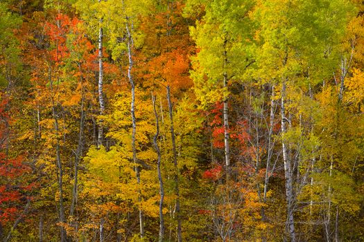 A detail of a Minnesota hillside in October covered in changing birch and maple