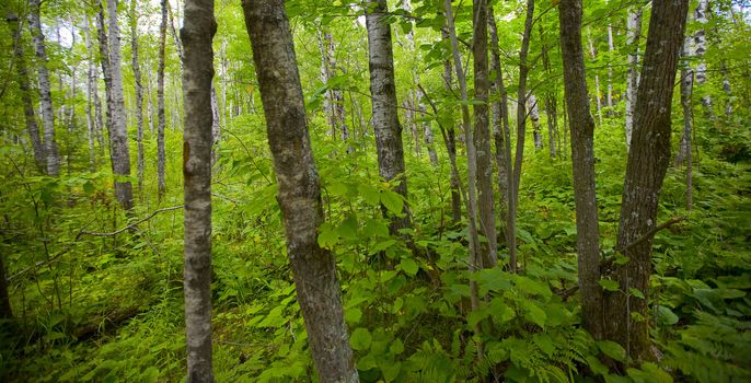 A forest of leaves in the north woods of Minnesota