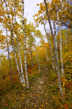 Gateway to an October trail marked with aspen and birch in the North Woods of Minnesota.