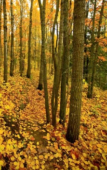 Golden trail through the North Woods of Minnesota in October