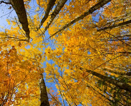 October canopy of maple and birch in the north woods of Minnesota