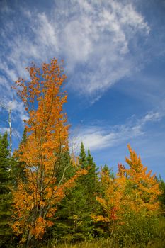 Orange trees under a blue September Sky in the Sax Zim Bog in northern Minnesota.