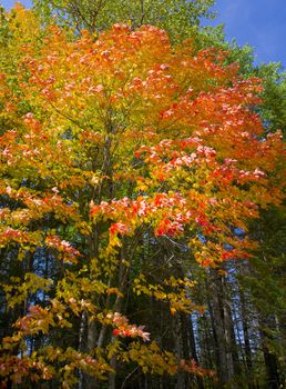 September neon leaves in the north woods of Minnesota