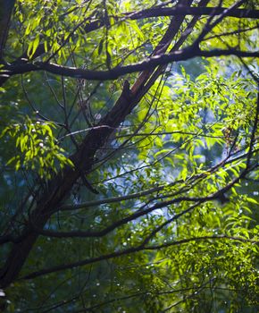 Sunbeam through cool forest treetops in the North woods of Minnesota