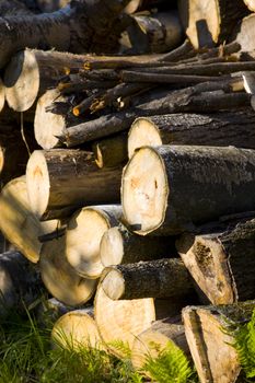 A woodpile on a September afternoon cut and stacked in preparation for winter