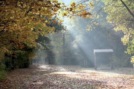 a picture of sunlight falling on a fall trail