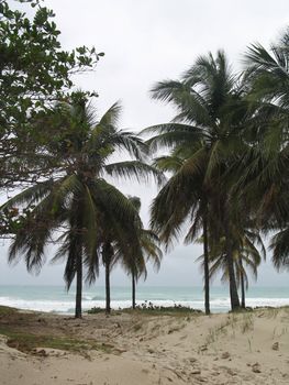 palm tree on the beach