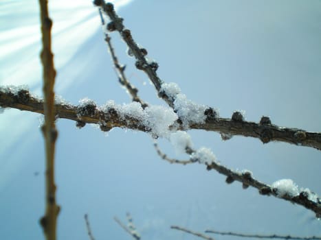 snowflakes on a larch branch