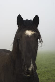 Portrait of a dark brown horse standing in a meadow on a misty morning.