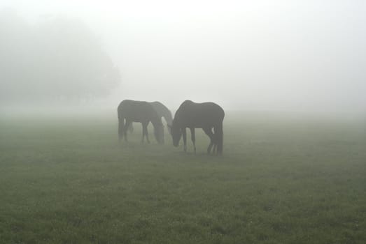 Three horses standing in a foggy meadow.
