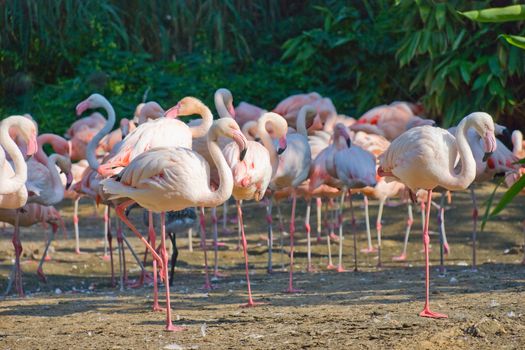 Flock of pink flamingos against a trees