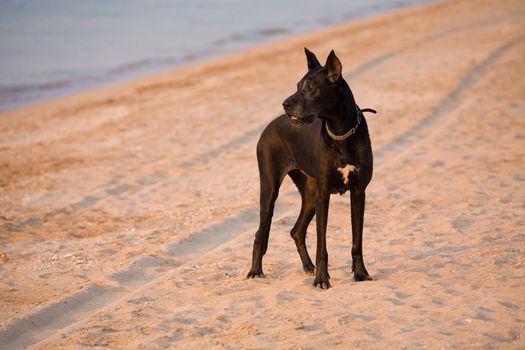 pets series: black dog with collar on the beach