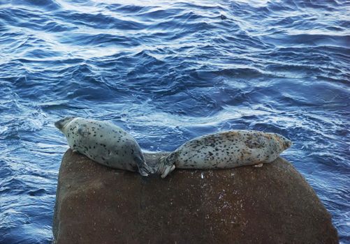 a couple of seals resting on a rock