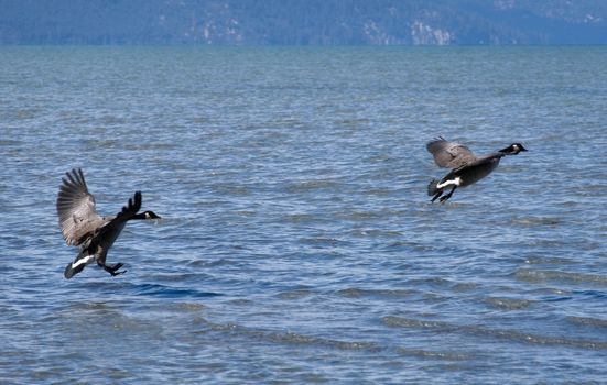 goose mates on a lake Tahoe flying over the water