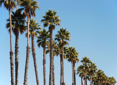 a row of palm trees on a sunny day