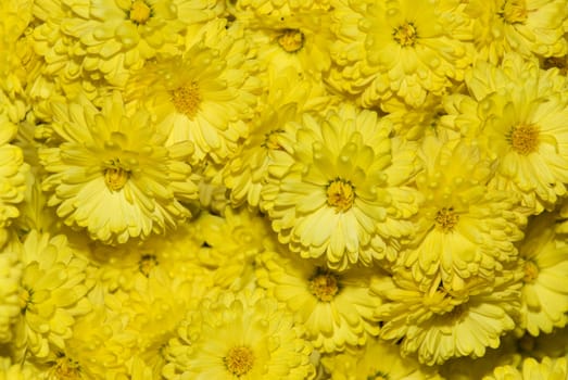 a close up of a bunch of yellow chrysanthemum flowers