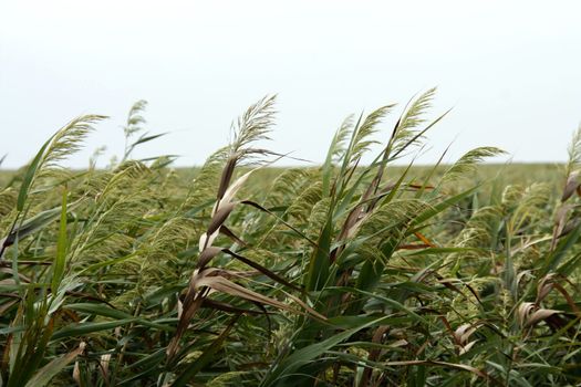 Sea Oats on the coast of China within the Chongming Island Wildlife preserve