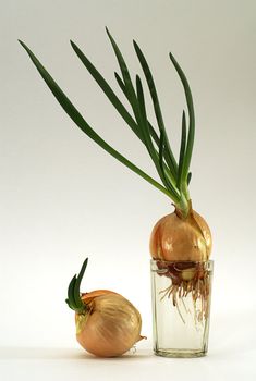 onion in glass on white