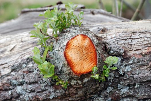 branch wound with new growth around