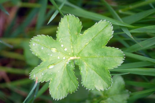 misty Lady's mantle