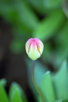 bud of tulip