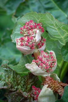 rhabarbarum flower