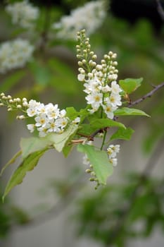 Bird Cherry in bloom