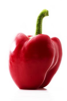 one red paprika on white background