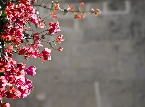 Mediterranean bougainvilla during fall against blurred background