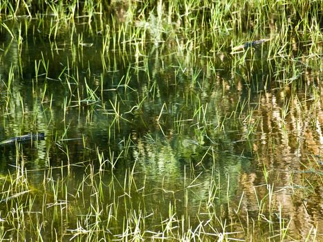 Detail of swamp or marsh with reflections in brackish water