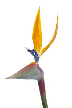Bird of paradise flower (Strelitzia reginae) isolated on white background