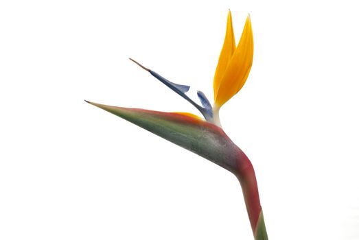 Bird of paradise flower (Strelitzia reginae) isolated on white background