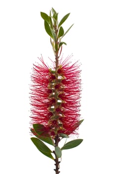 Red bottle-brush tree branch isolated on white background.