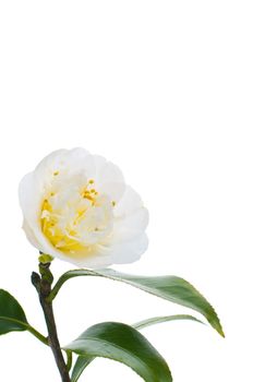 White camelia flower and some leafs isolated on white background.