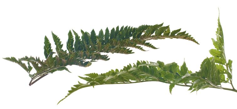 Fern leafs isolated on a white background.